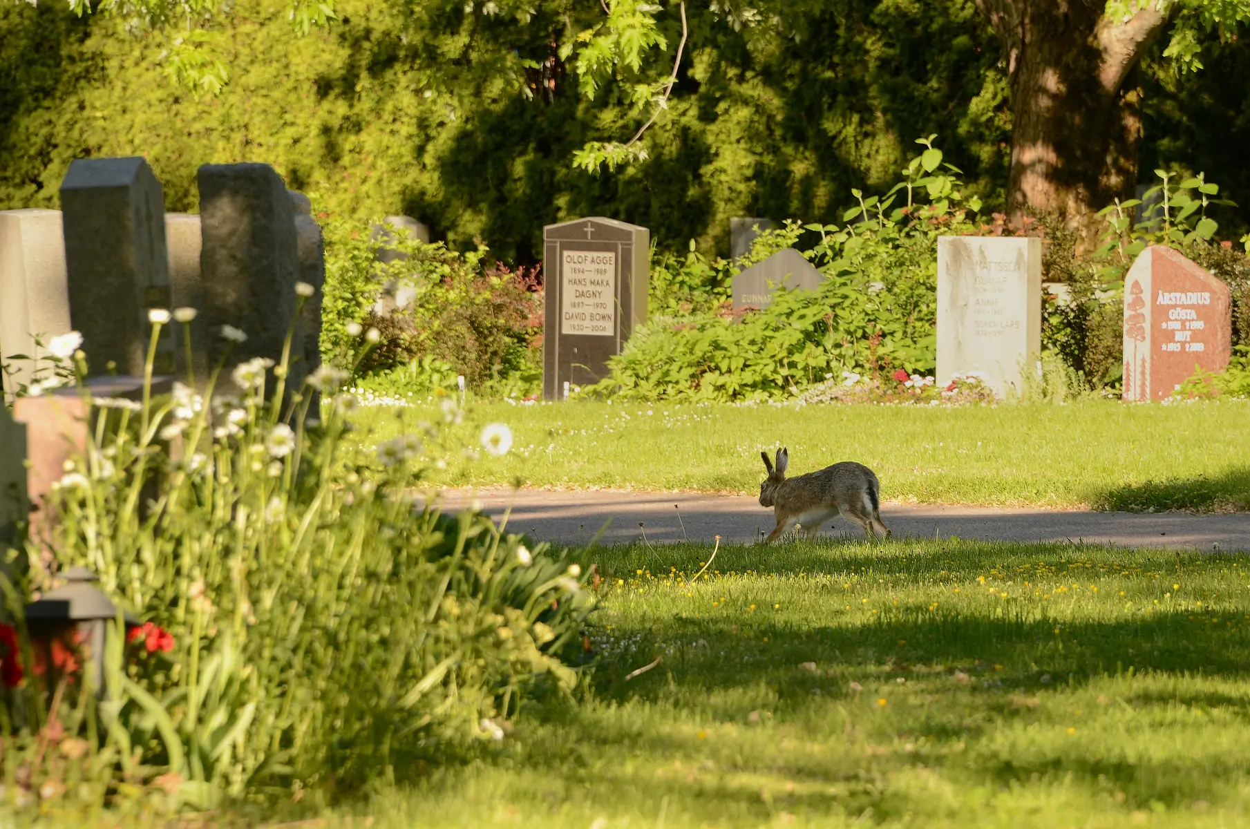 En hare skuttar över en grön kyrkogård i solsken