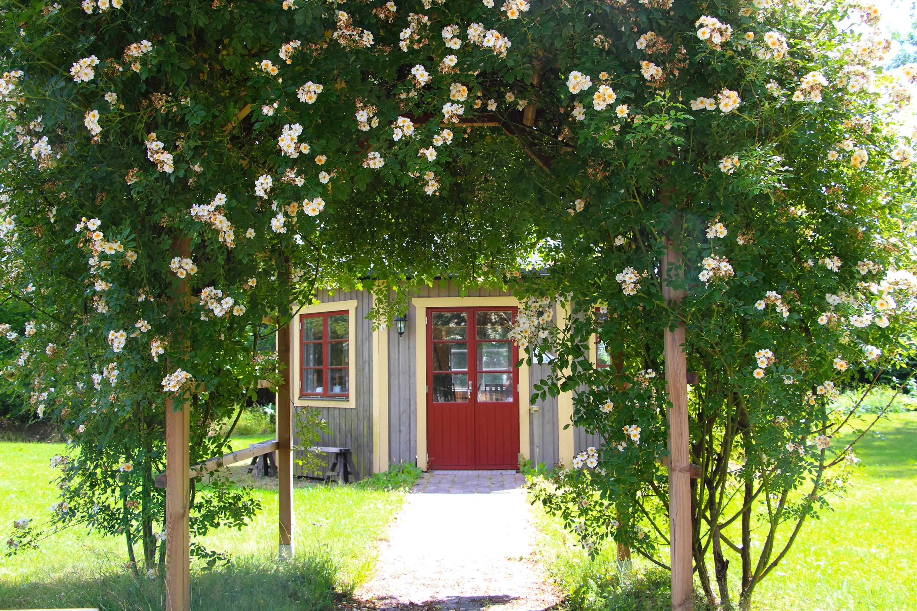 En geön blomsterportal med vita blommor framför ett grått hus med röd dörr 